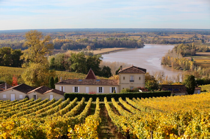 Clos_Rougeard_Vineyard.jpeg