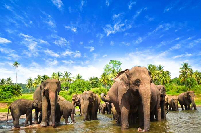 Sri_Lanka_Elefanten.jpg