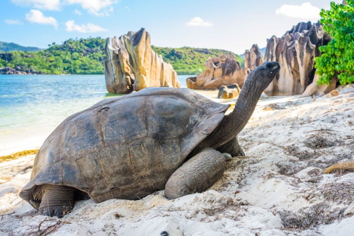 Seychellen_Schildkröte.jpg