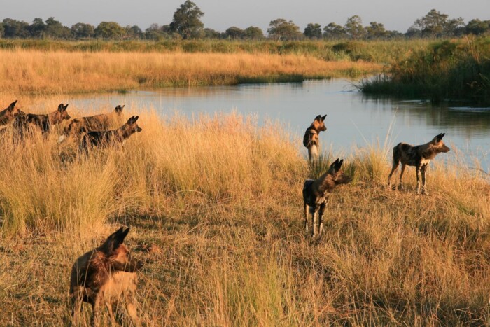 Botswana_Lagoon_Camp_Wildhunde.jpg