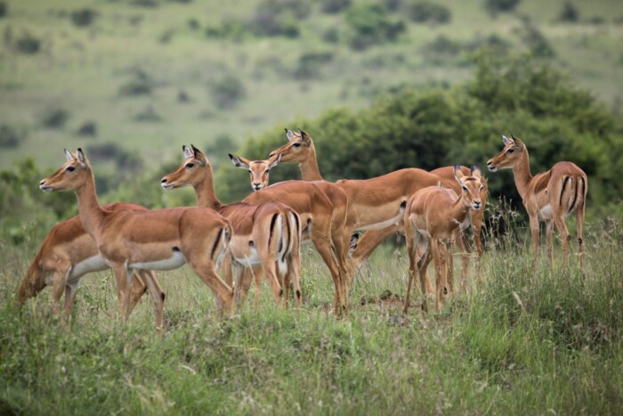 Kenia_Impalas.jpg