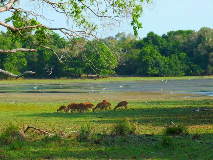 Sri_Lanka_Wilpattu_NP_.jpg