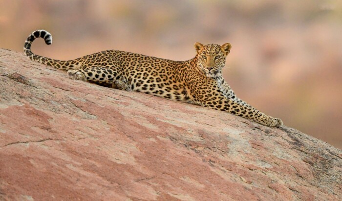 Jawai_Safari_shutterstock_1497545270.jpg