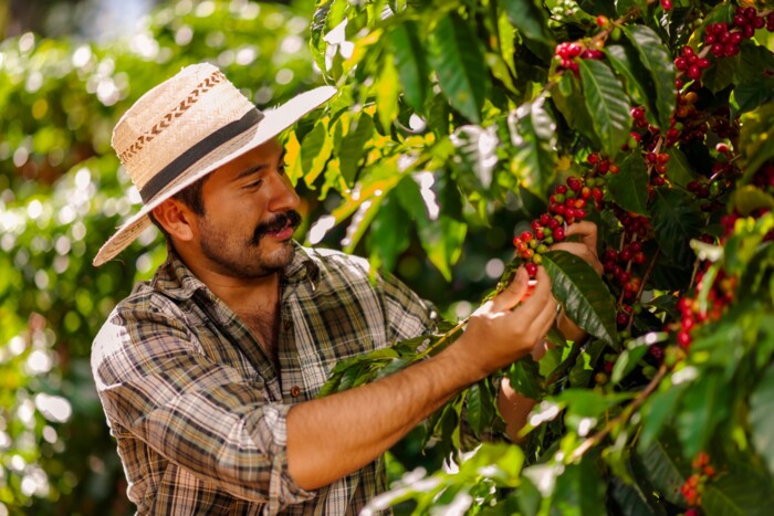 Costa_Rica_Kaffeefarm_shutterstock_2120829872_(1).jpg