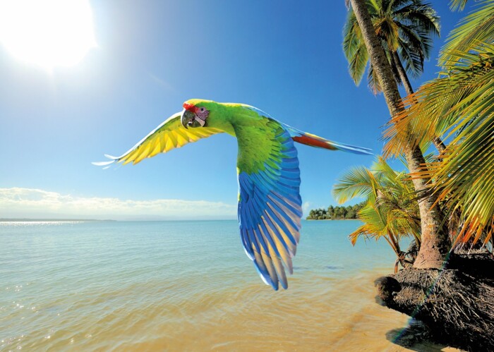 Costa_Rica-Gr&uuml;ner_Ara-iStock.jpg