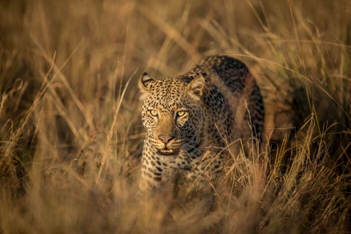 Kenia_Leopard.jpg