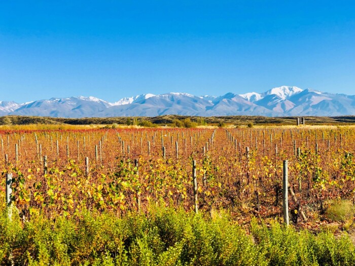Argentinien-Wein-Mendoza.jpg